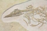 Jurassic Pleurosaur From Solnhofen Limestone - Museum Quality #113304-3